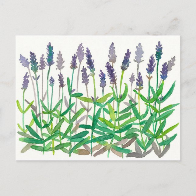 Carte Postale Fleurs de lavande Aquarelle Peinture de plantes (Devant)