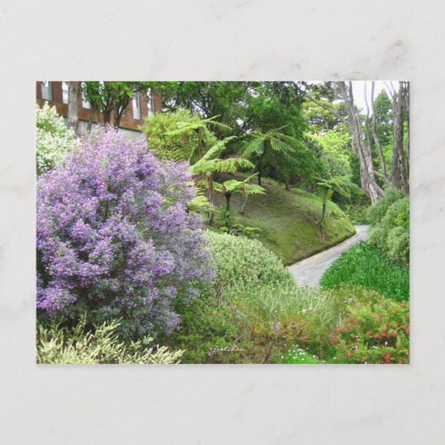 Carte Postale Fleurs de lavande en Nouvelle-Zélande. (Devant)