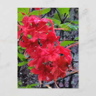 Carte Postale Fleurs de l'Azalée Rouge