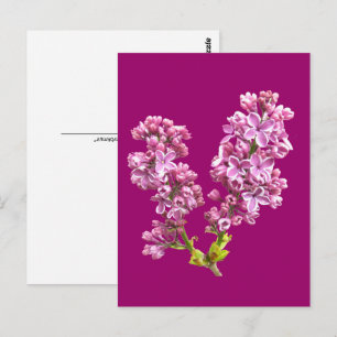Carte postale - Fleurs de lilas