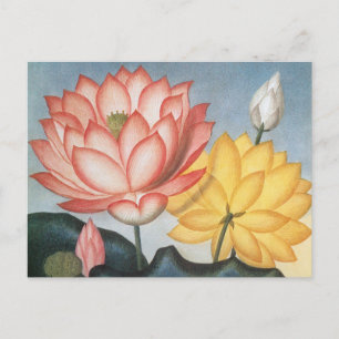 Carte Postale Fleurs de Lotus vintages, Le Haricot Égyptien Sacr