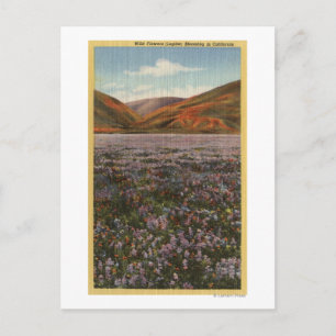 Carte Postale Fleurs de lupines sauvages en fleur de Californie
