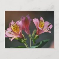 Fleurs de Lys inca roses et sens