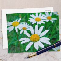 Fleurs de Marguerite commune Prairie Photo Photogr