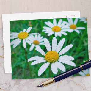 Carte Postale Fleurs de Marguerite commune Prairie Photo Photogr