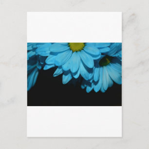 Carte Postale Fleurs de marguerite Fleurs de paix Amour nature D