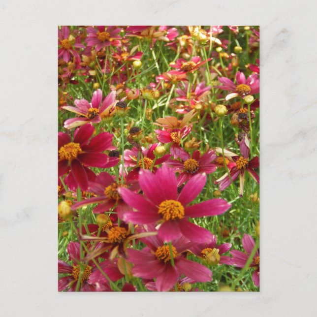 Carte Postale Fleurs de marguerite rose et jaune brillantes (Devant)