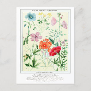 Carte Postale Fleurs de montagne rocheuse Vintages botaniques