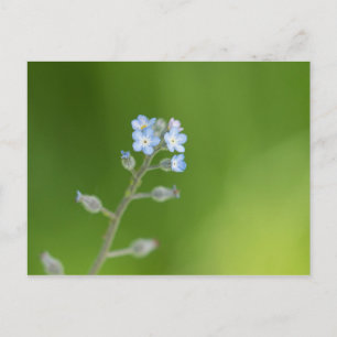 Carte Postale Fleurs de myosotis