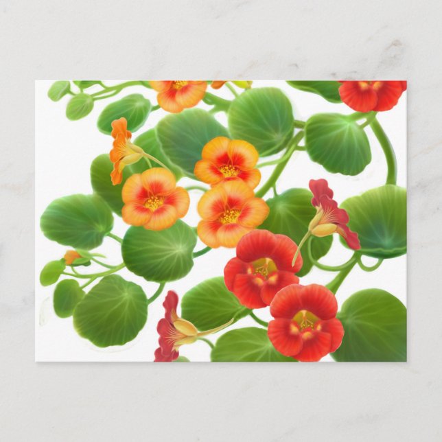 Carte postale Fleurs de Nasturtium (Devant)