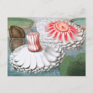 Carte Postale Fleurs de nénuphars vintage, nénuphars dans un éta