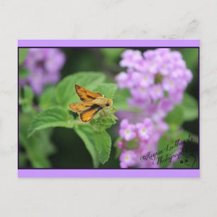 Carte Postale Fleurs de papillon