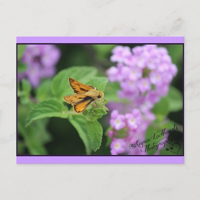 Carte Postale Fleurs de papillon (Devant)