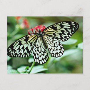 Carte Postale Fleurs de papillon