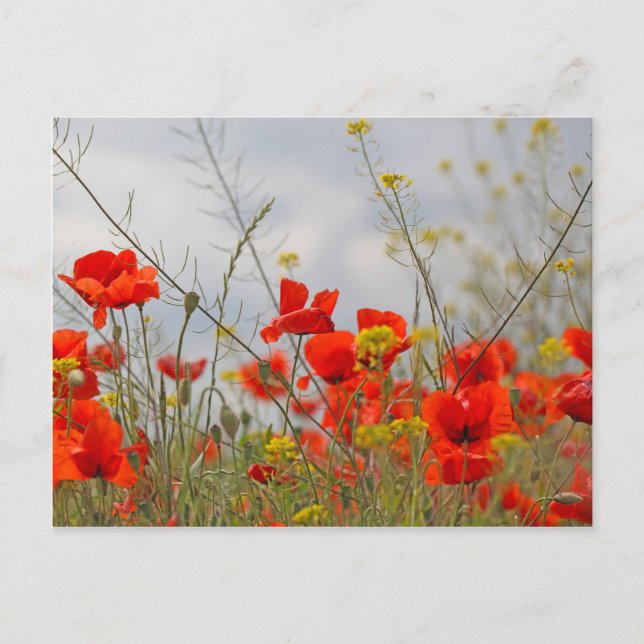 Carte Postale Fleurs de pavot commun dans un champ. (Devant)