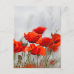 Carte Postale Fleurs de pavot commun dans un champ.