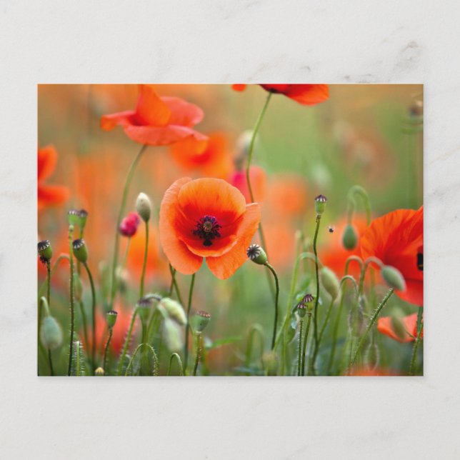 Carte Postale Fleurs de pavot rouge (Devant)