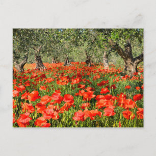 Carte Postale Fleurs de pavot rouge sous les vieux oliviers