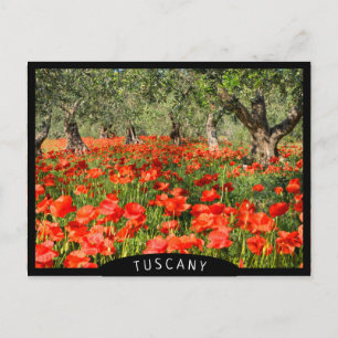 Carte Postale Fleurs de pavot rouge sous les vieux oliviers