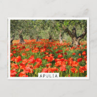 Fleurs de pavot rouge sous les vieux oliviers