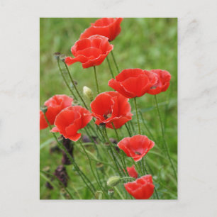 Carte Postale Fleurs de pavot rouge vibrantes
