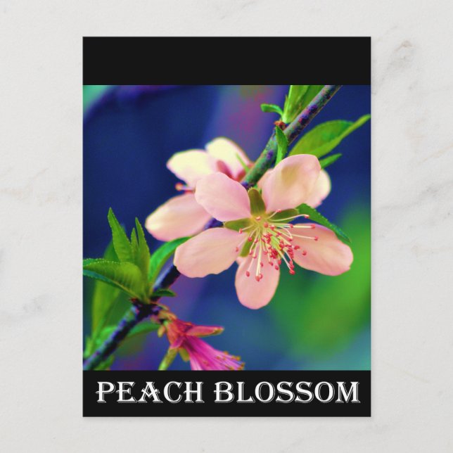 Carte Postale Fleurs de pêche du Delaware (Devant)