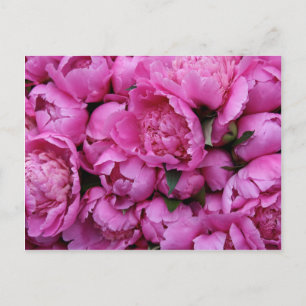 Carte Postale Fleurs de pivoines roses luxuriantes