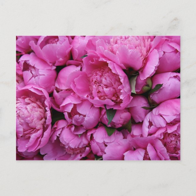 Carte Postale Fleurs de pivoines roses luxuriantes (Devant)
