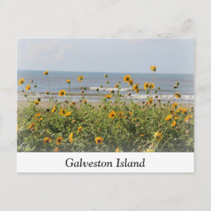 Carte postale Fleurs de plage de l'île Galveston