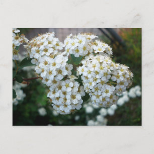 Carte Postale Fleurs de poirier