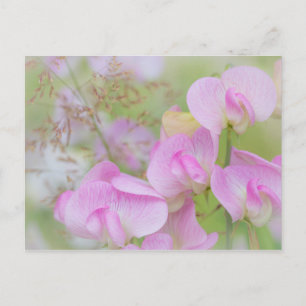 Carte Postale Fleurs de pois de senteur   Seabeck, WA
