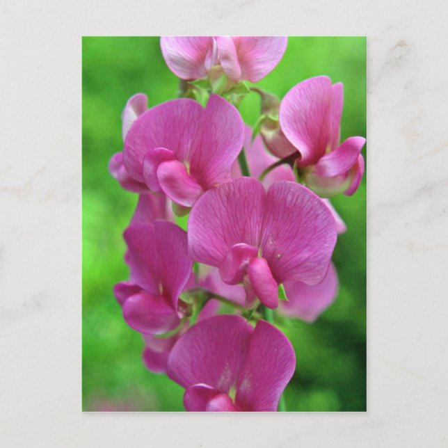 Carte Postale Fleurs de pois doux roses (Devant)
