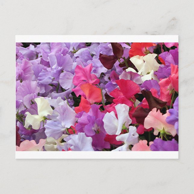 Carte Postale Fleurs de pois doux roses, violettes et blanches e (Devant)