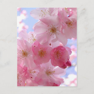 Carte Postale fleurs de pommes