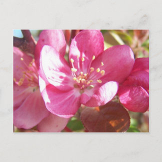 Carte Postale Fleurs de pommes de terre