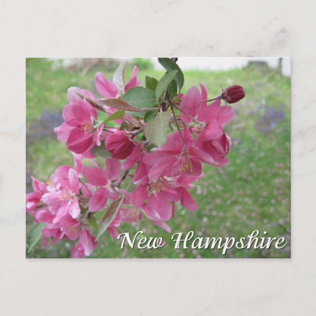 Carte Postale fleurs de pommier sauvage du New Hampshire (Devant)