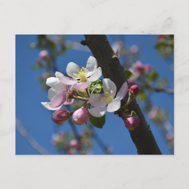 Carte Postale Fleurs de pommier - Une branche fleurie de pommier (Devant)