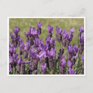 Carte Postale Fleurs de prairie de lavande