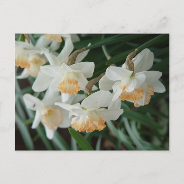 Carte Postale Fleurs de printemps (Devant)