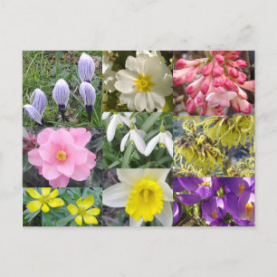 Carte postale Fleurs de printemps