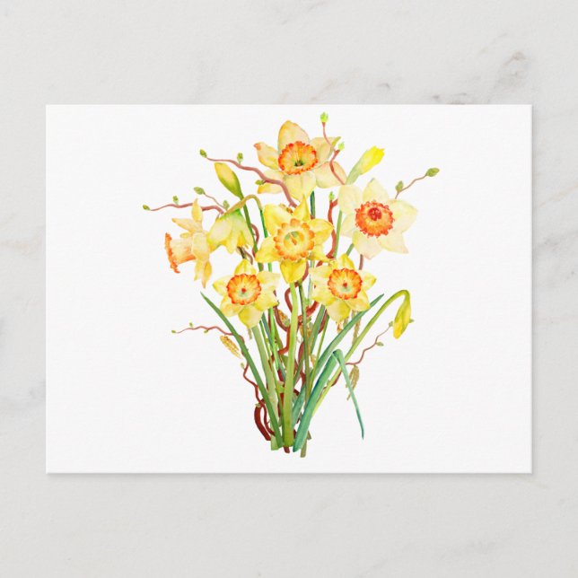 Carte Postale Fleurs de printemps à l'aquarelle jonquilles (Devant)