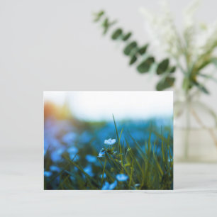 Carte Postale Fleurs de printemps dans le champ
