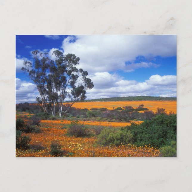 Carte Postale Fleurs de printemps en Namaqualand, Afrique du Sud (Devant)