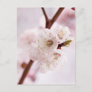 Carte Postale Fleurs de printemps roses