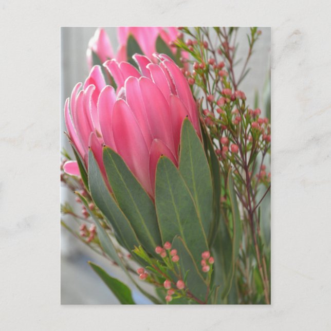 Carte Postale Fleurs de Protea hawaïennes (Devant)