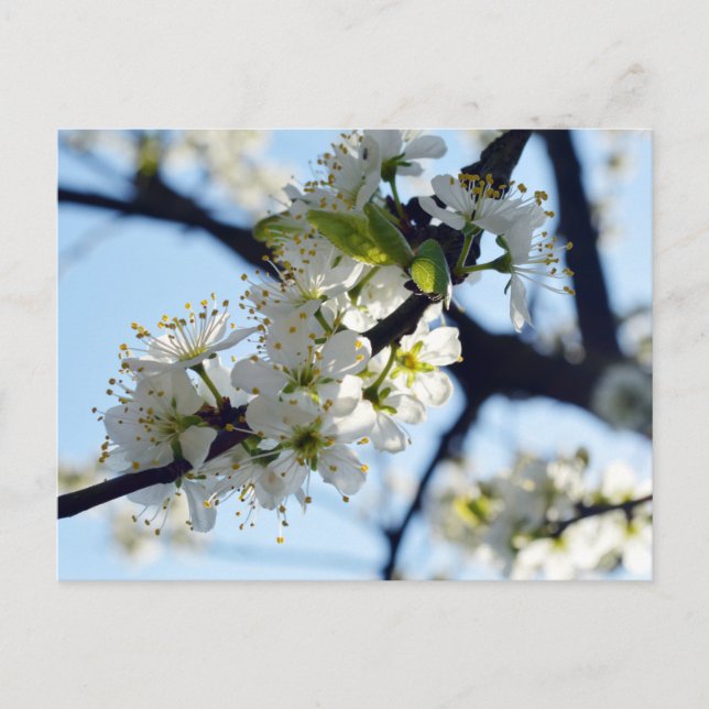 Carte Postale Fleurs de prune (Devant)