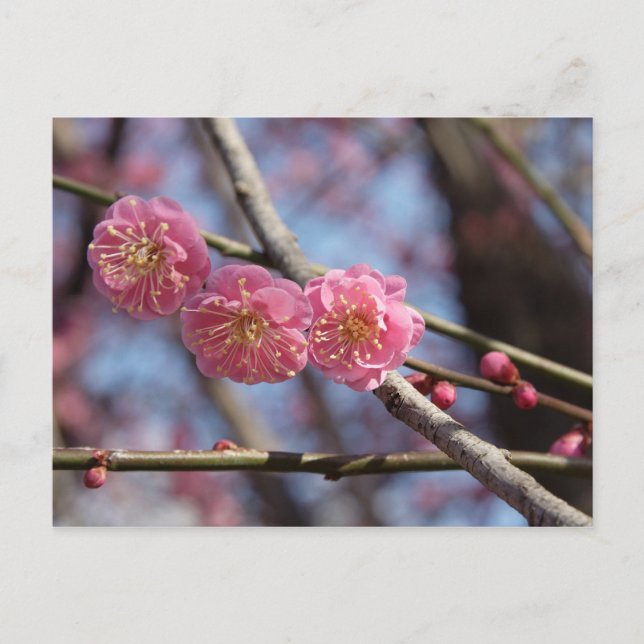 Carte postale fleurs de prune (Devant)