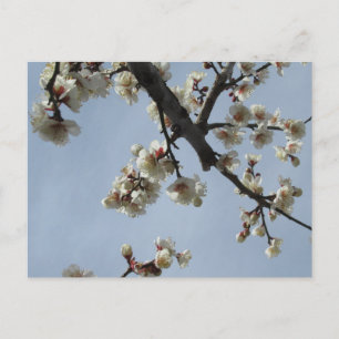 Carte Postale Fleurs de prune : Japon