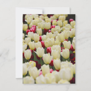 Carte Postale Fleurs de ressort douces