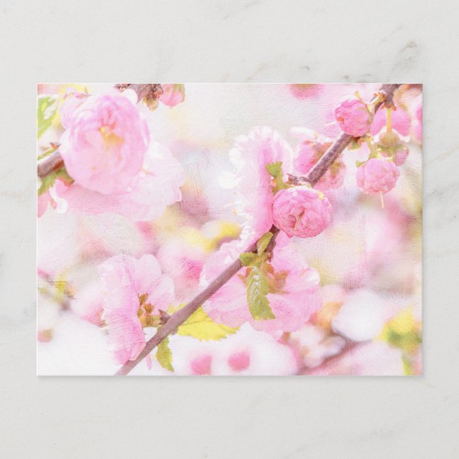 Carte Postale Fleurs de sakura roses - Fleur de cerisier japonai (Devant)